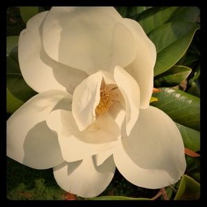 Meet your Posher, Shelly